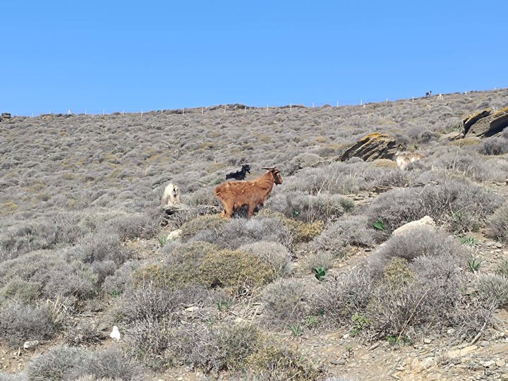 IMG 20251106 133604Syros Site Gallery