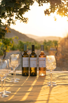 DSC01252 Syros Country Hike Wine Tasting Site Gallery