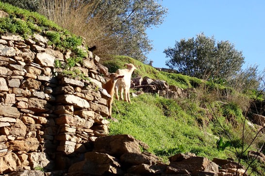 P1180250 Naxos Hike Pente Xoria