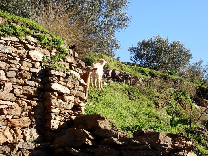 P1180250 Naxos Hike Pente Xoria
