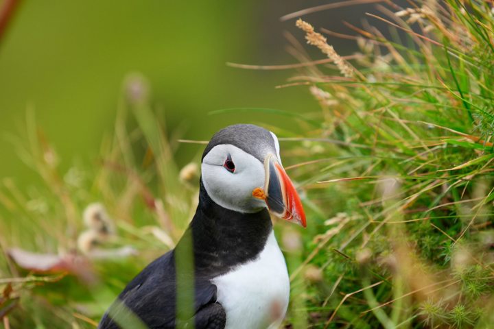 Puffin Starring At Camera 1960173