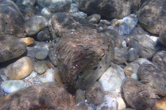 P5081760 Naxos Sea Kayak Amitis