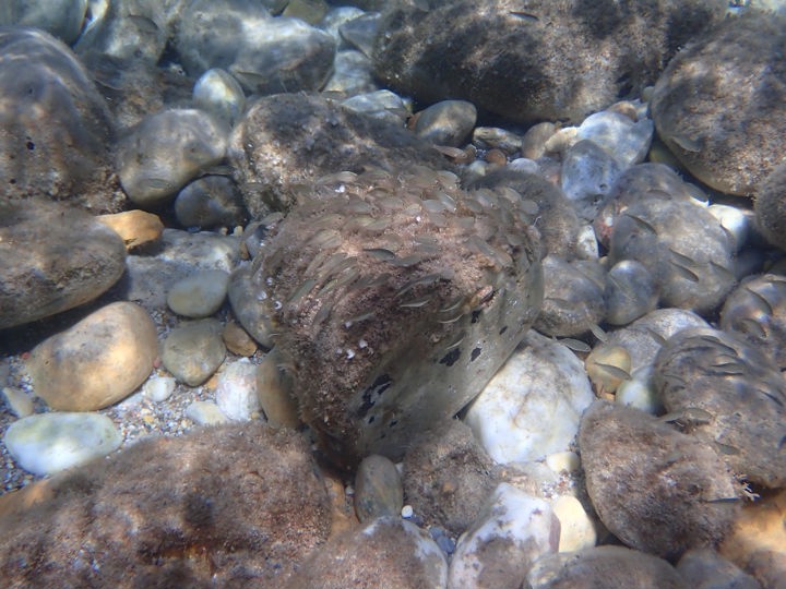 P5081760 Naxos Sea Kayak Amitis