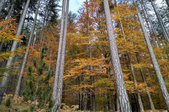 IMG 20191101 142237 Hdrsite Gallery