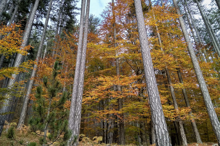 IMG 20191101 142237 Hdrsite Gallery