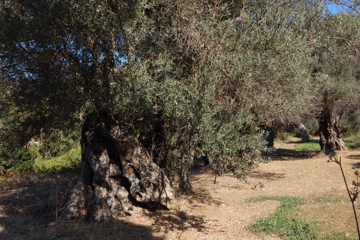 DSCN0184 Picturesque Naxos Hike Sitegallery 15