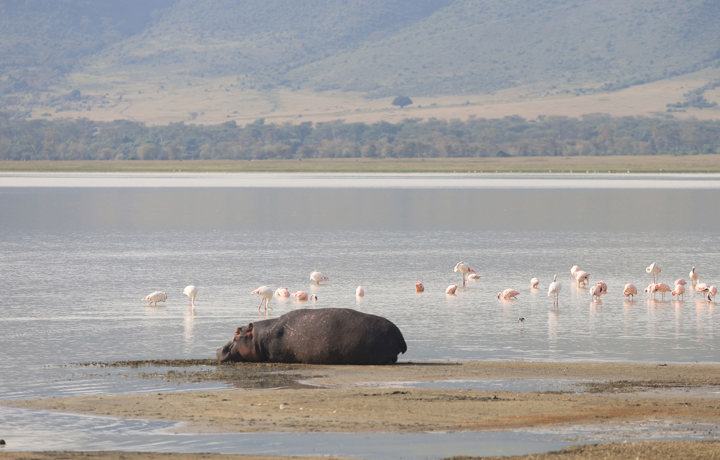 2500 Pixel DAY 6 NGORONGORO 1Sitegallery